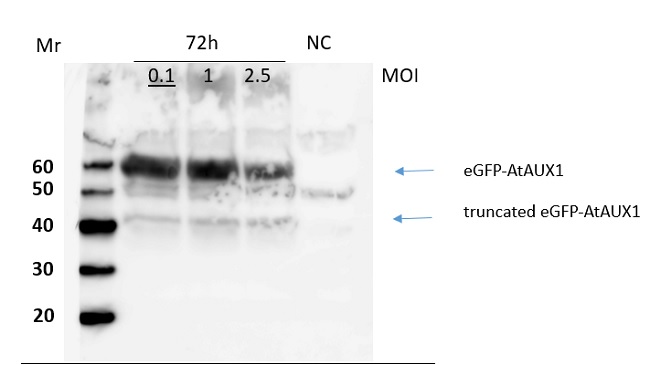 Western blot using anti-AUX1 antibodies